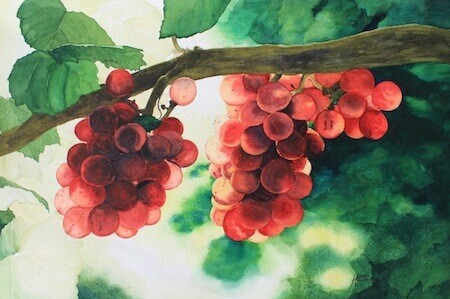 Grapes On The Vine       11x17